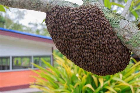 The Wonders of Bee Swarms: From Swarm Formation to Colony Survival